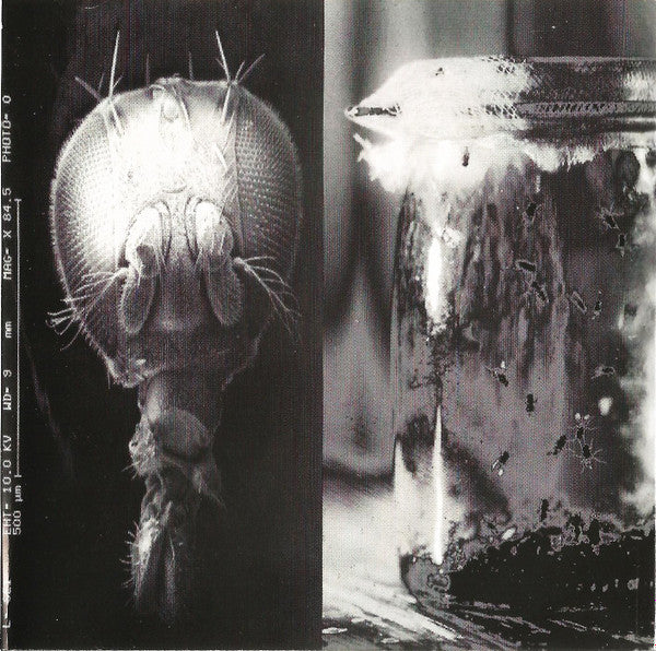 jar-of-flies