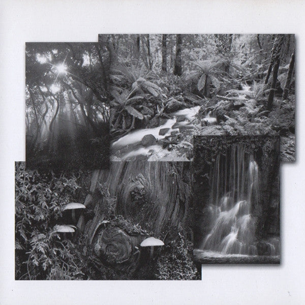 the-enchanted-rainforest