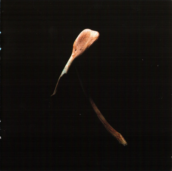 don-solaris