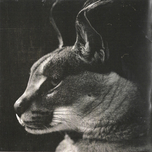 caracal