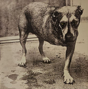 alice-in-chains-–-alice-in-chains
