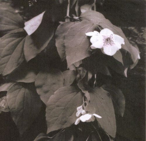 abandoned-garden