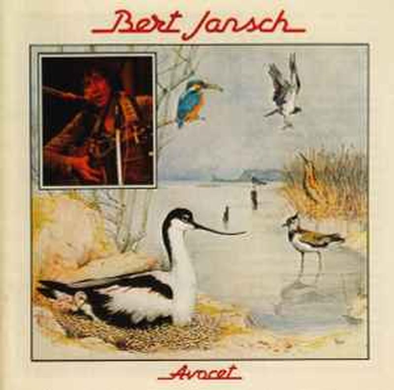 avocet