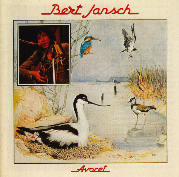 avocet