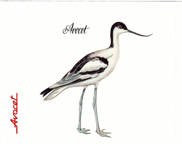 avocet