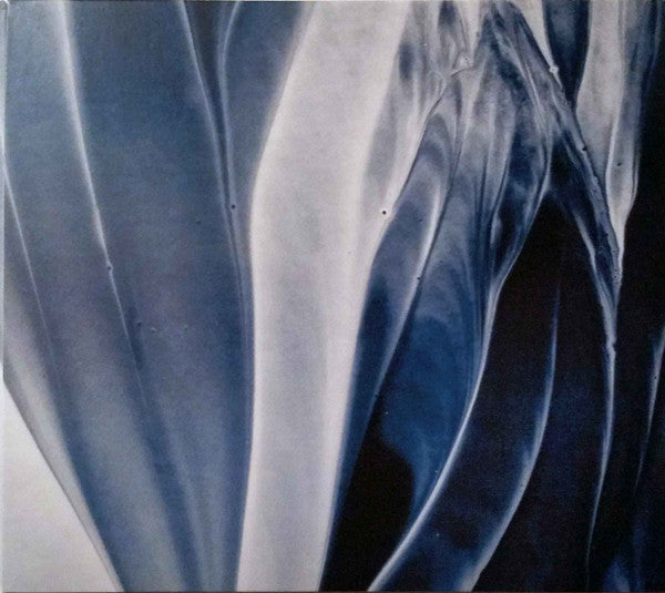 ivywild