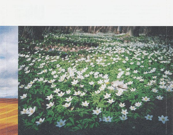 i-ett-vinterland