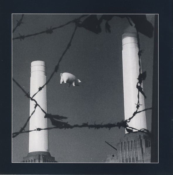 animals