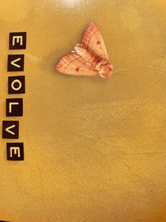 evolve