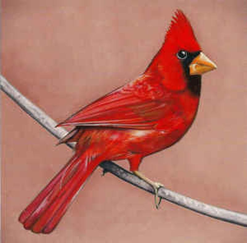 old-crows-/-young-cardinals