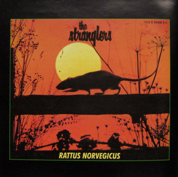 iv-/-rattus-norvegicus