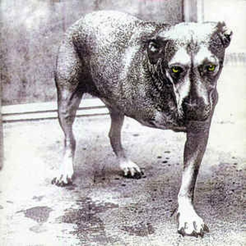 alice-in-chains