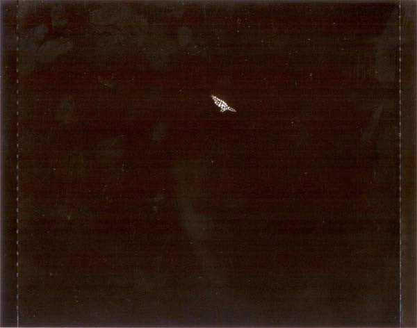 nightbird