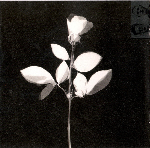 violator