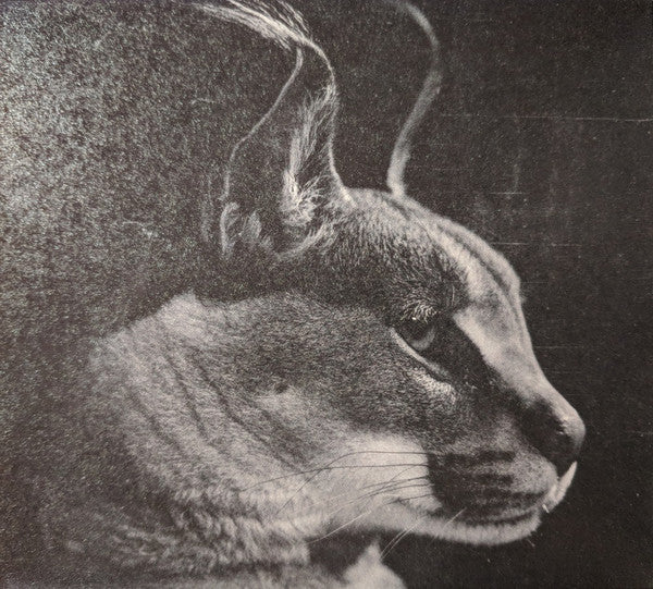 caracal