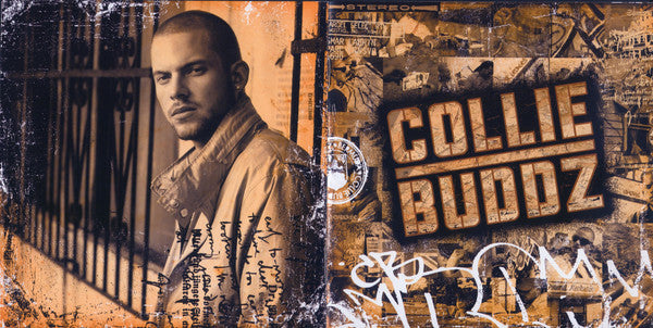 collie-buddz