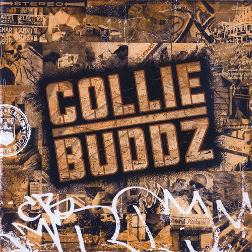 collie-buddz