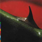 night-song