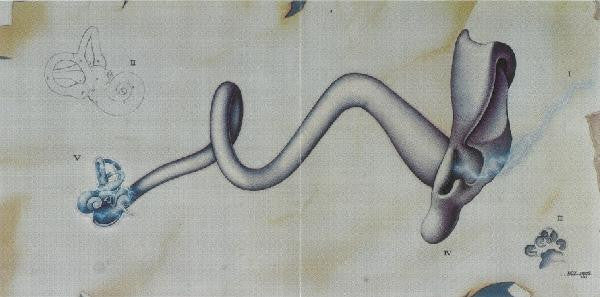 bony-incus
